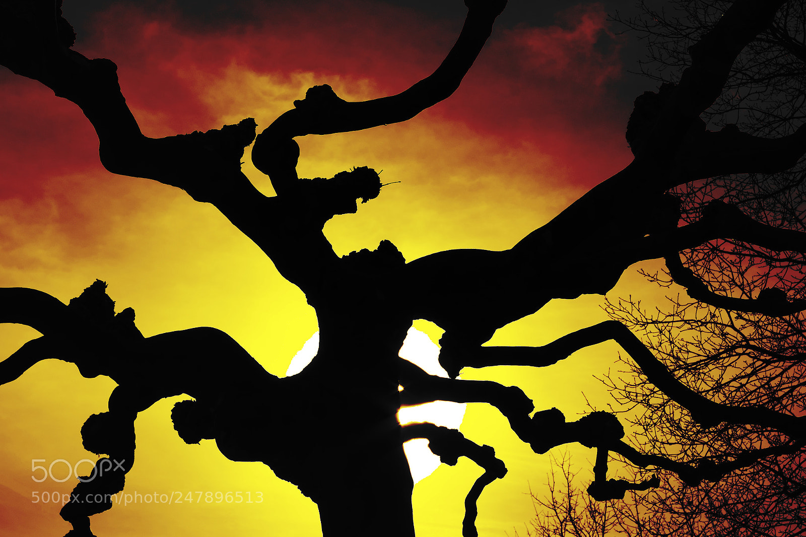 Fujifilm X-E2 sample photo. Tree silhuette with orange photography