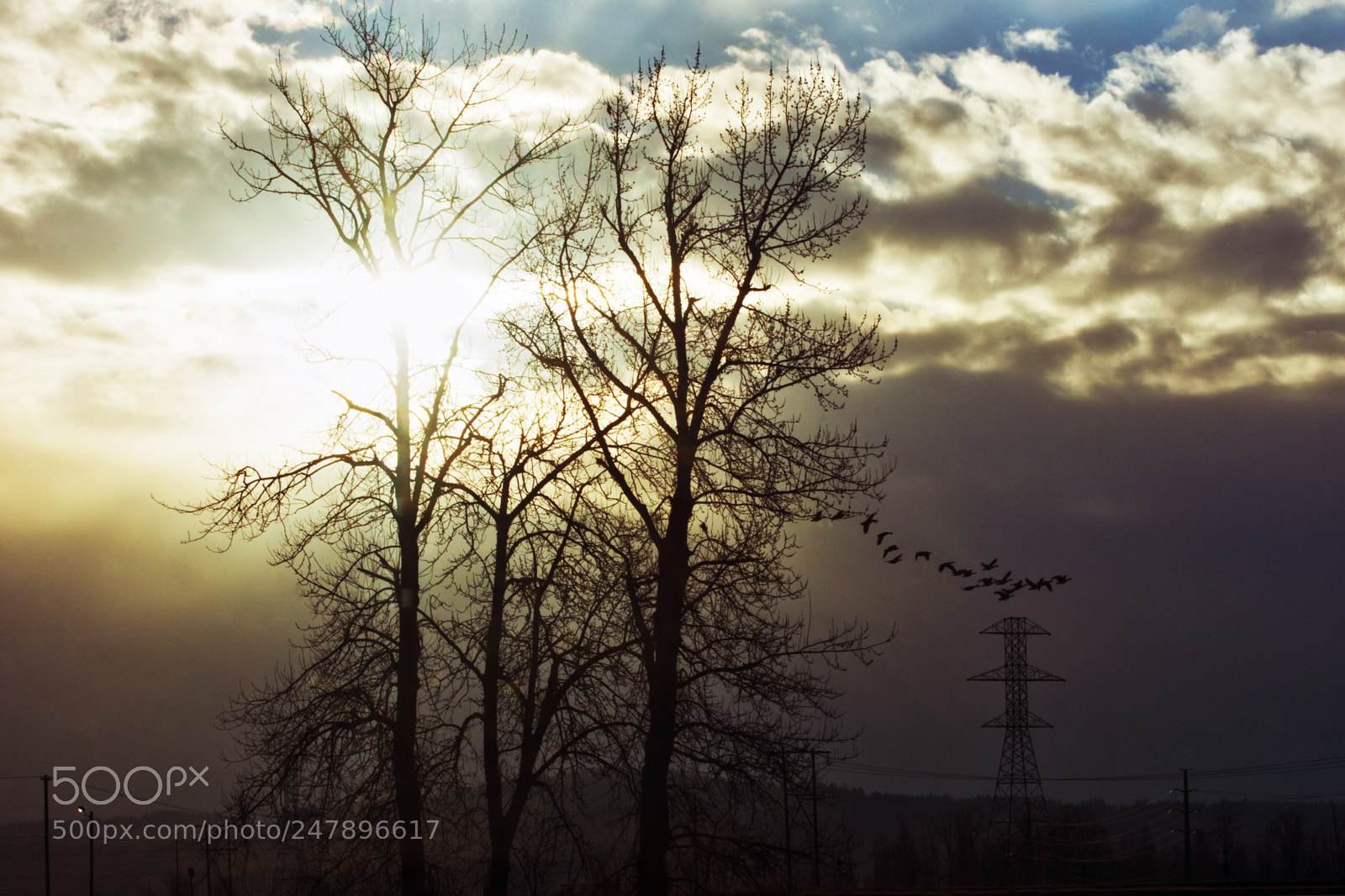 Nikon D7200 sample photo. Early birds photography