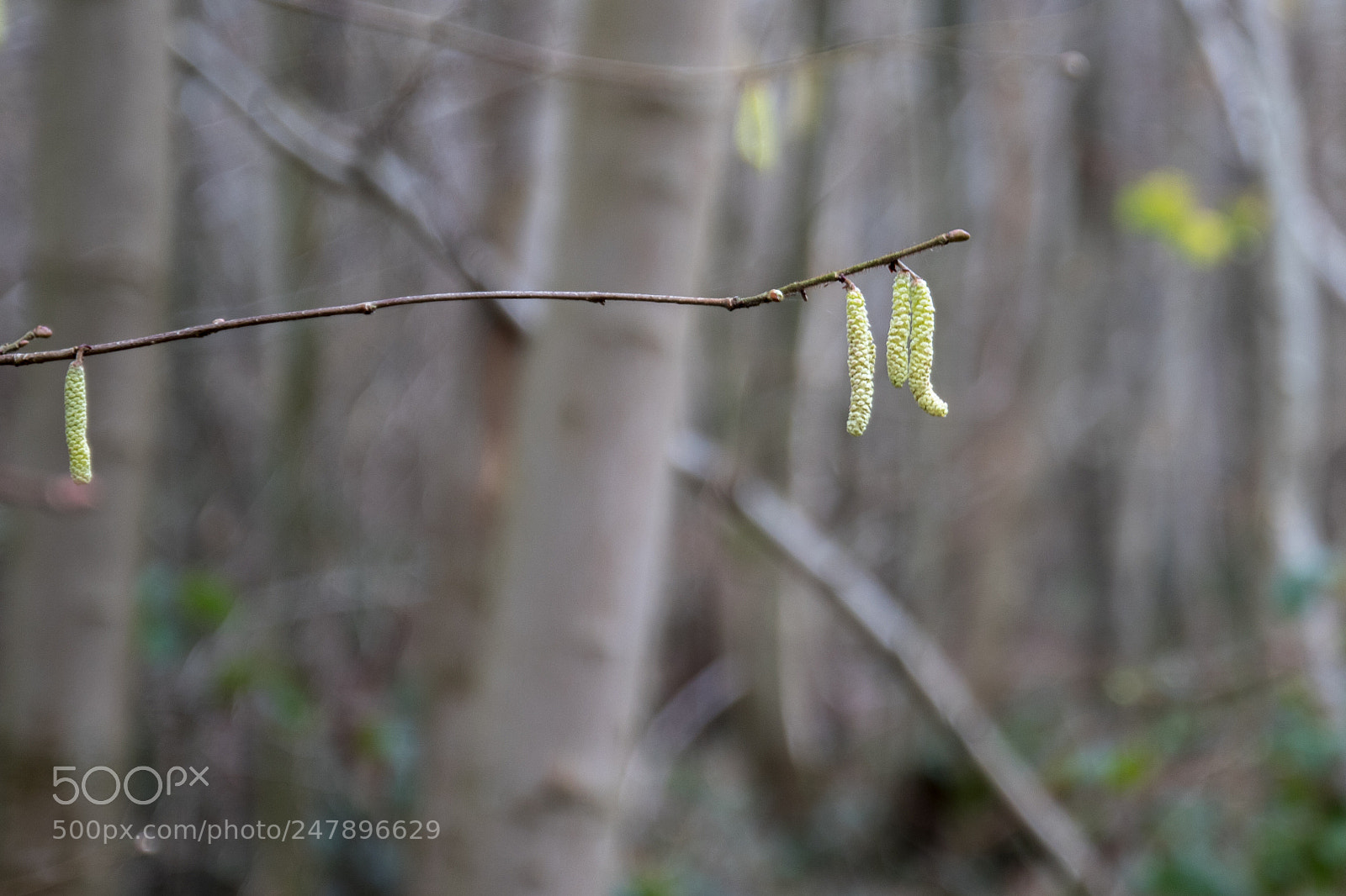 Canon EOS 7D Mark II sample photo. Ha photography