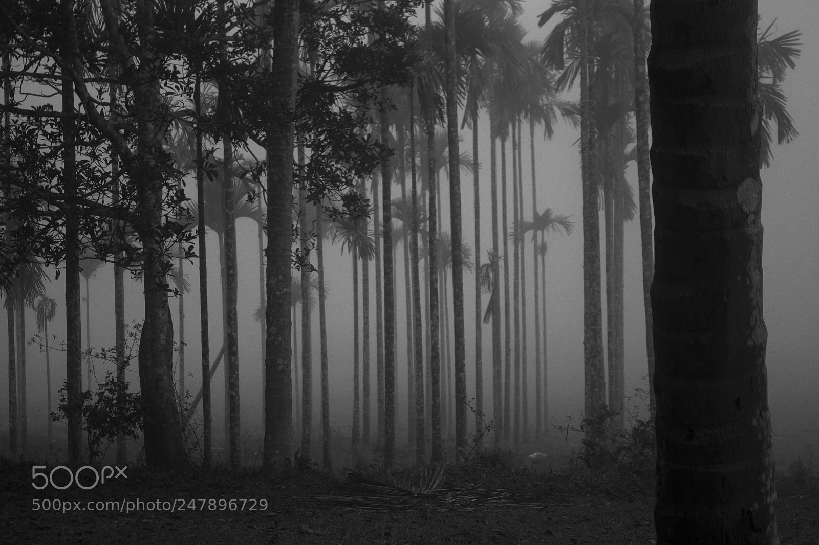 Canon EOS 1100D (EOS Rebel T3 / EOS Kiss X50) sample photo. Mananthavady morning photography