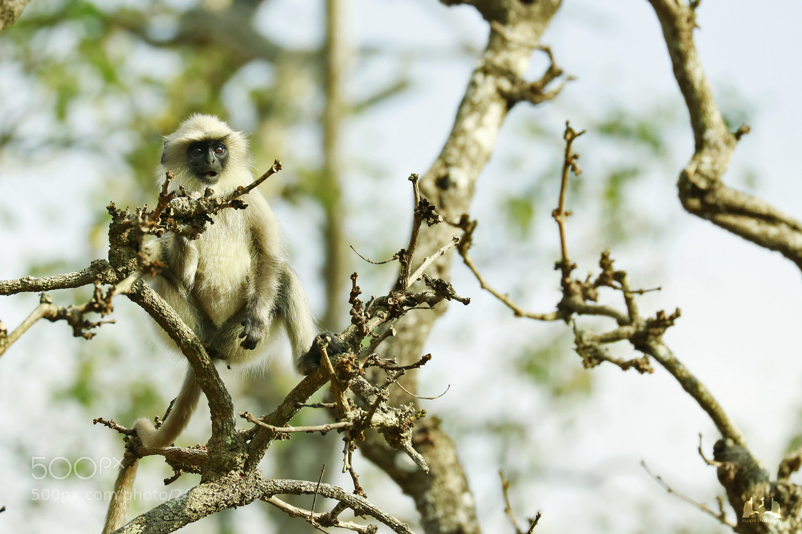 Canon EOS 750D (EOS Rebel T6i / EOS Kiss X8i) sample photo. Monkey photography