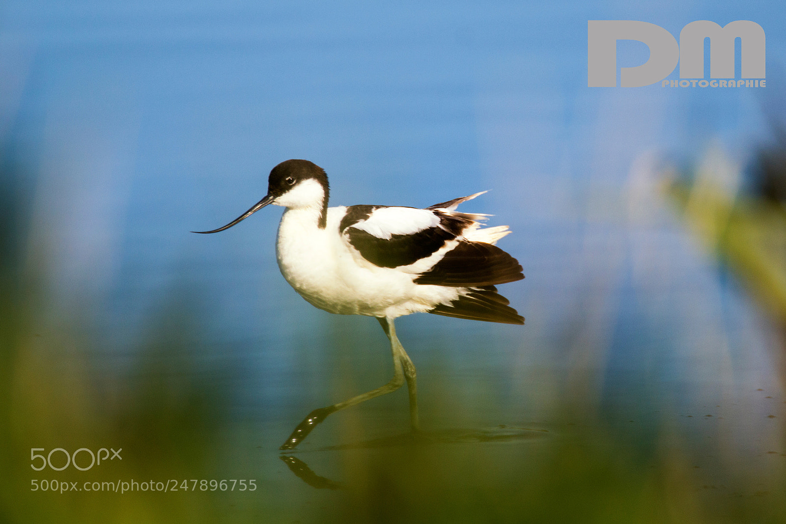 Canon EOS 700D (EOS Rebel T5i / EOS Kiss X7i) sample photo. Pied avocet on pellworm photography
