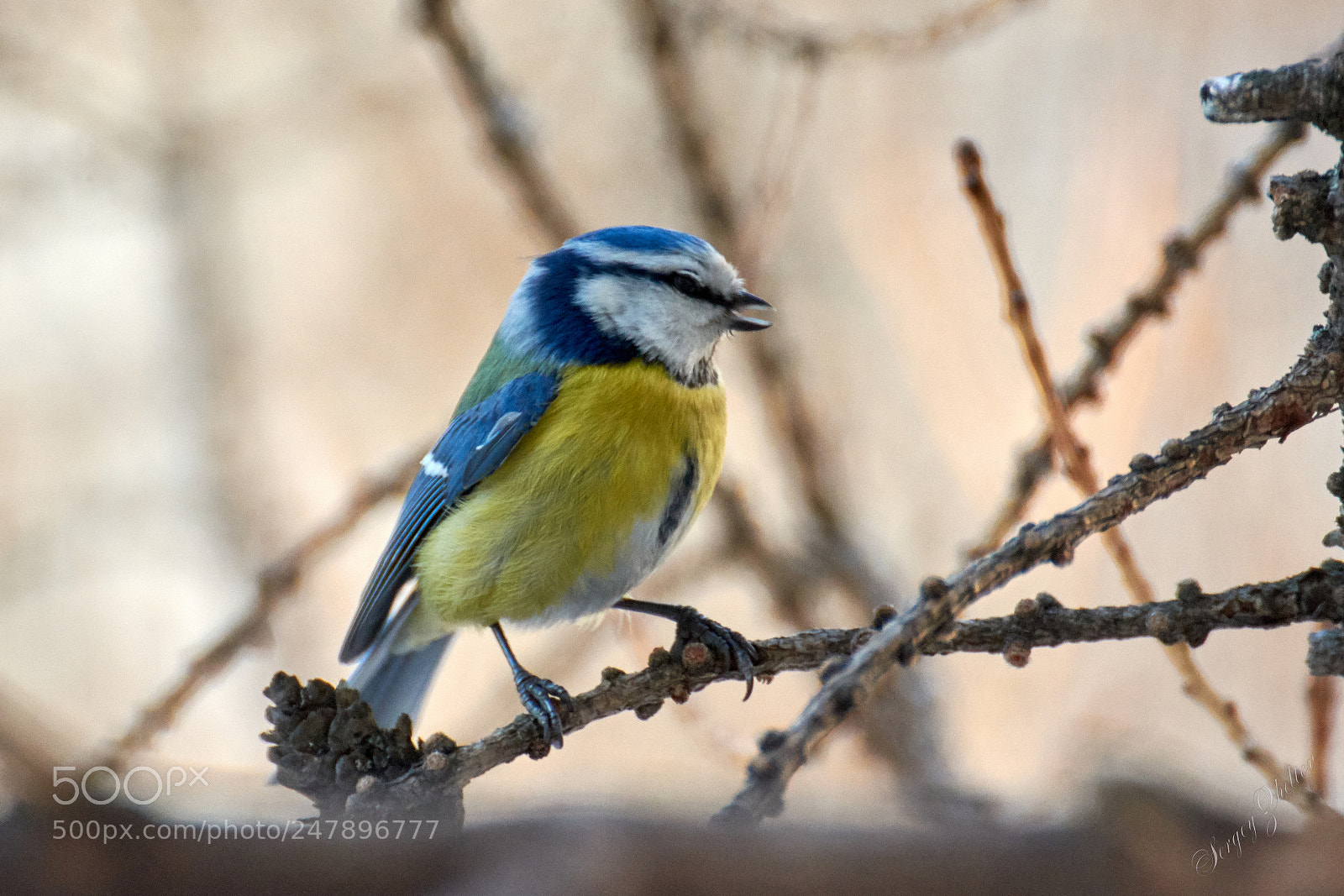 Nikon D7100 sample photo. Blue tit photography
