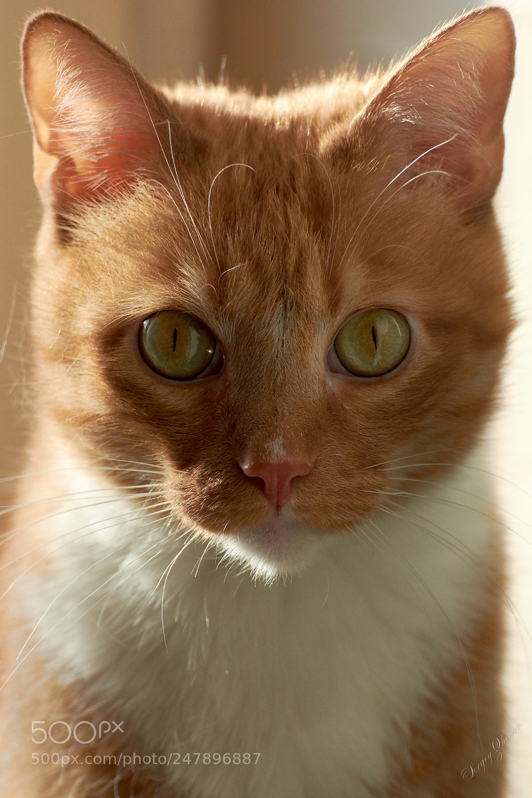 Nikon D7100 sample photo. Portrait of a cat photography