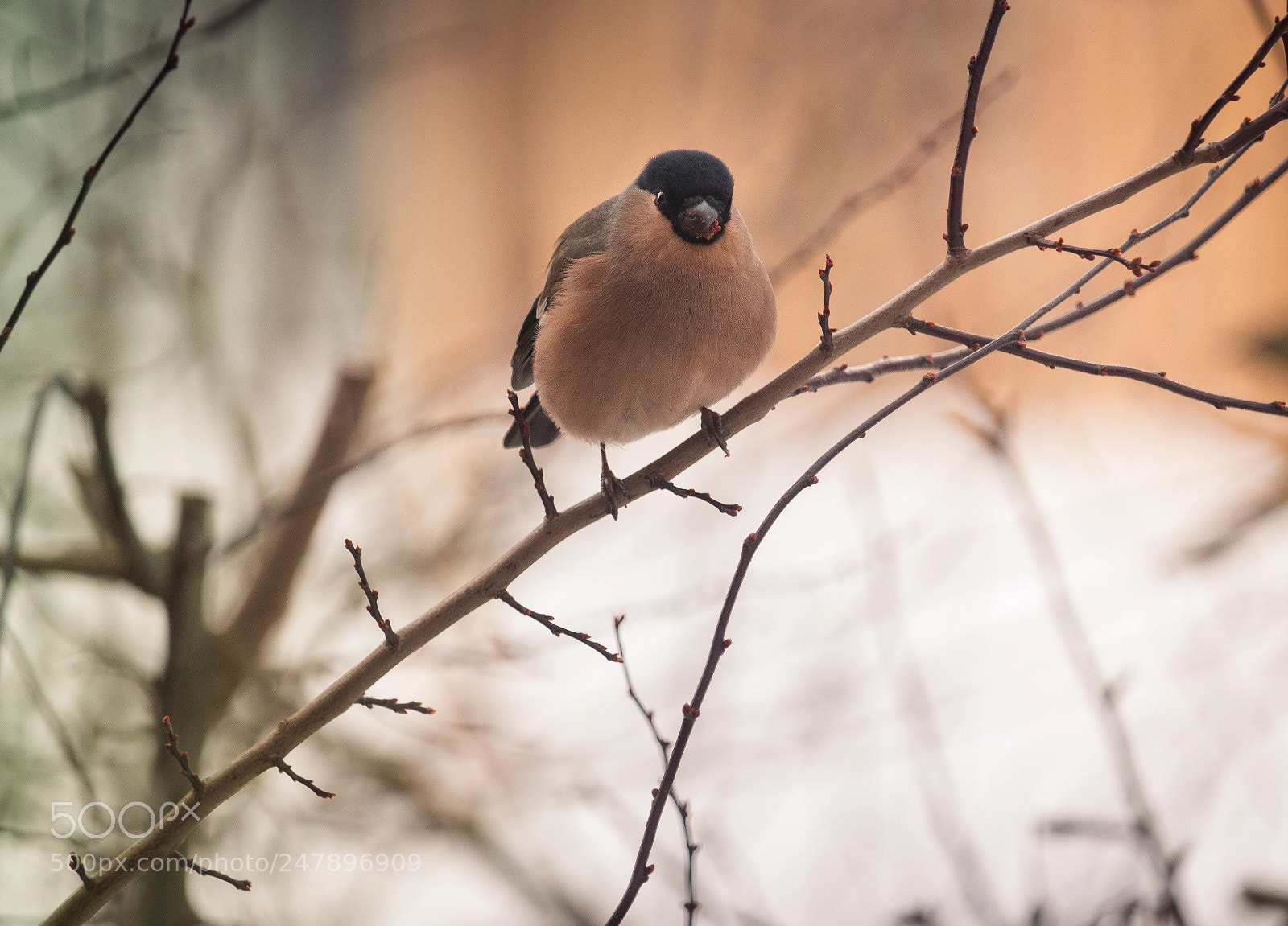 Canon EOS 700D (EOS Rebel T5i / EOS Kiss X7i) sample photo. Bullfinch eating photography