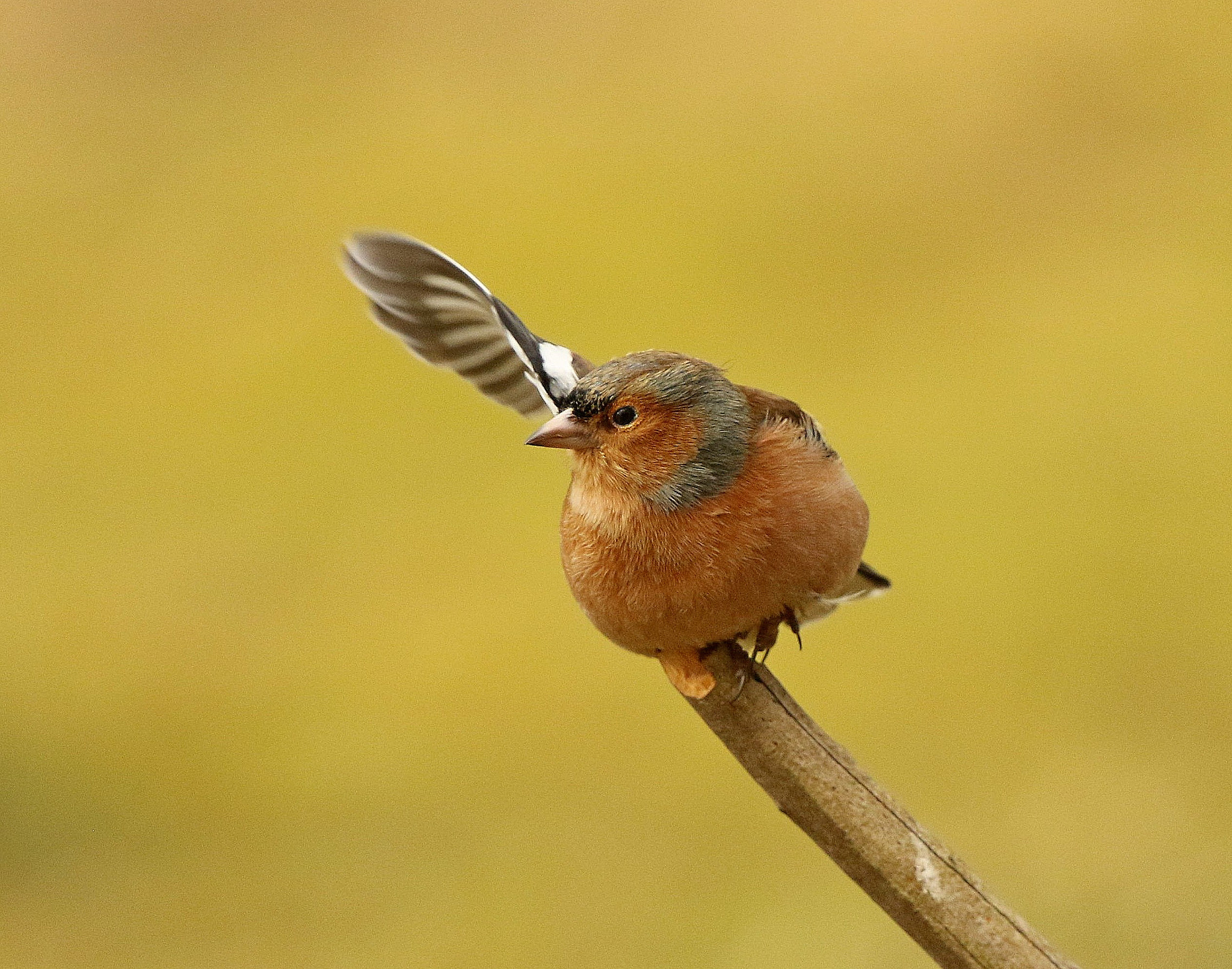 Canon EF 500mm F4L IS II USM sample photo. Pozdro photography