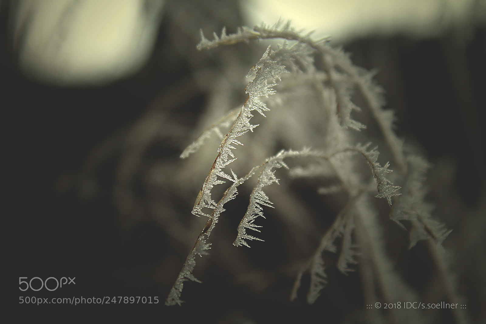 Canon EOS 1100D (EOS Rebel T3 / EOS Kiss X50) sample photo. Cold tender piece photography