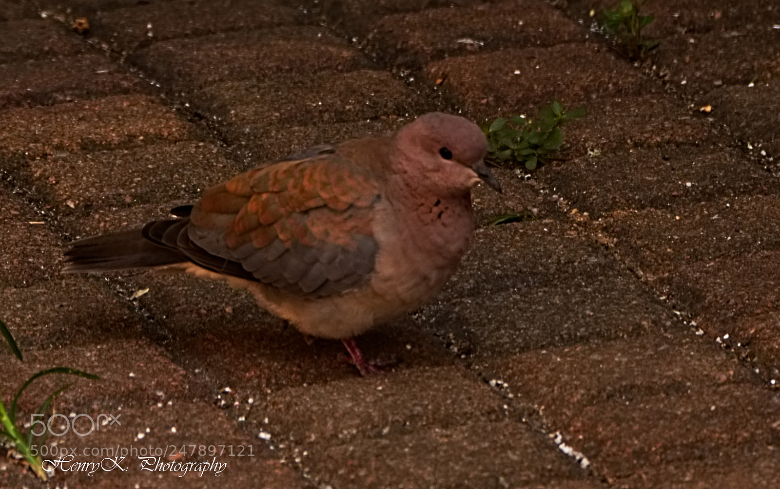 Nikon D7100 sample photo. Just humble photography