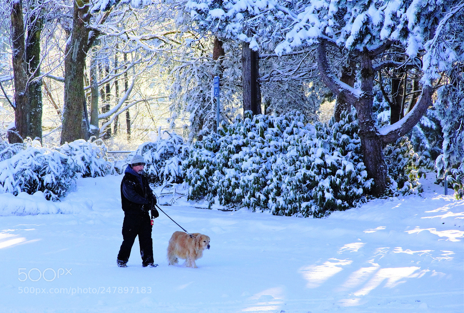 Canon EOS 60D sample photo. Walking dog -- 遛狗 photography