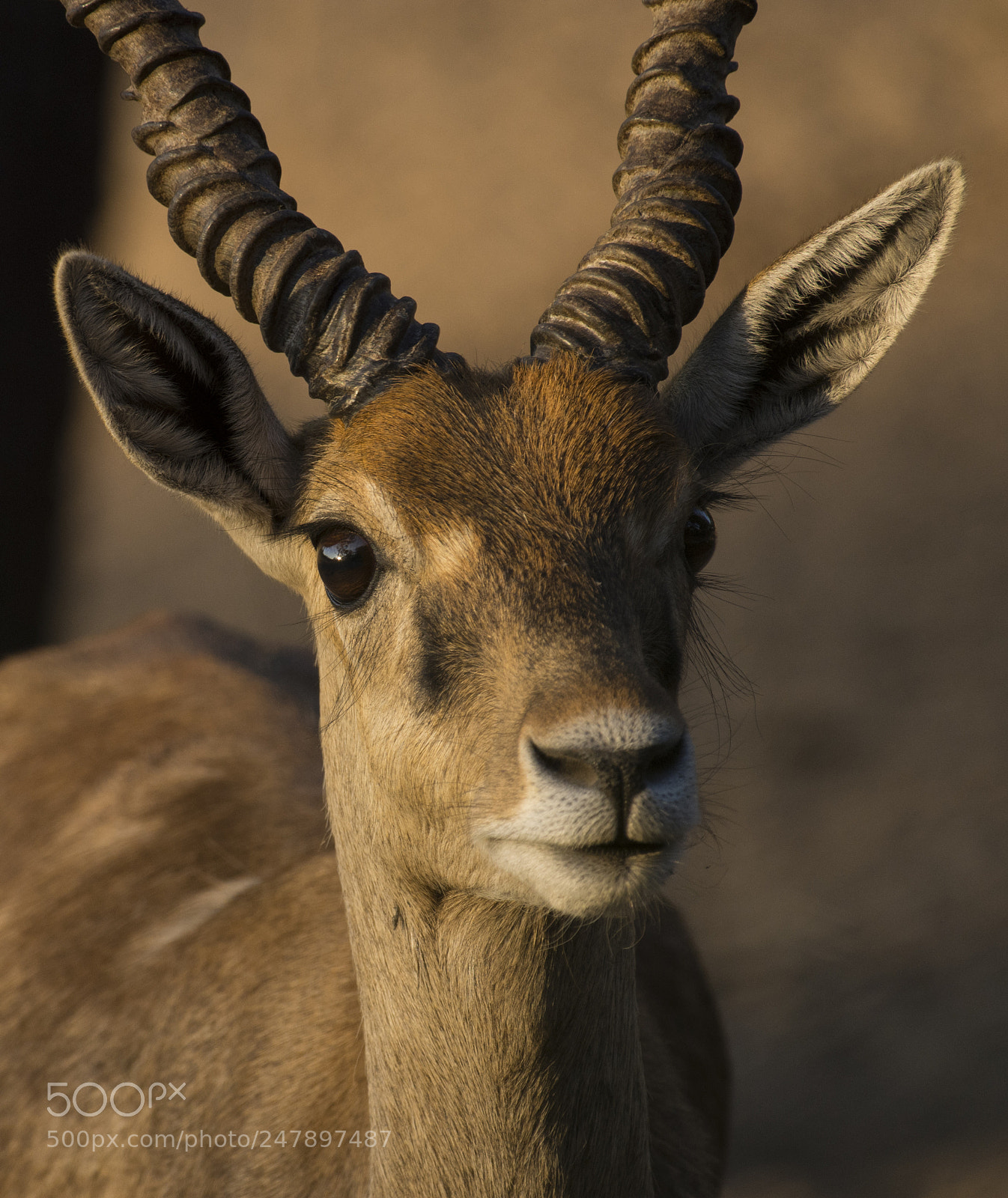 Nikon D7200 sample photo. Portrait of an antelope photography