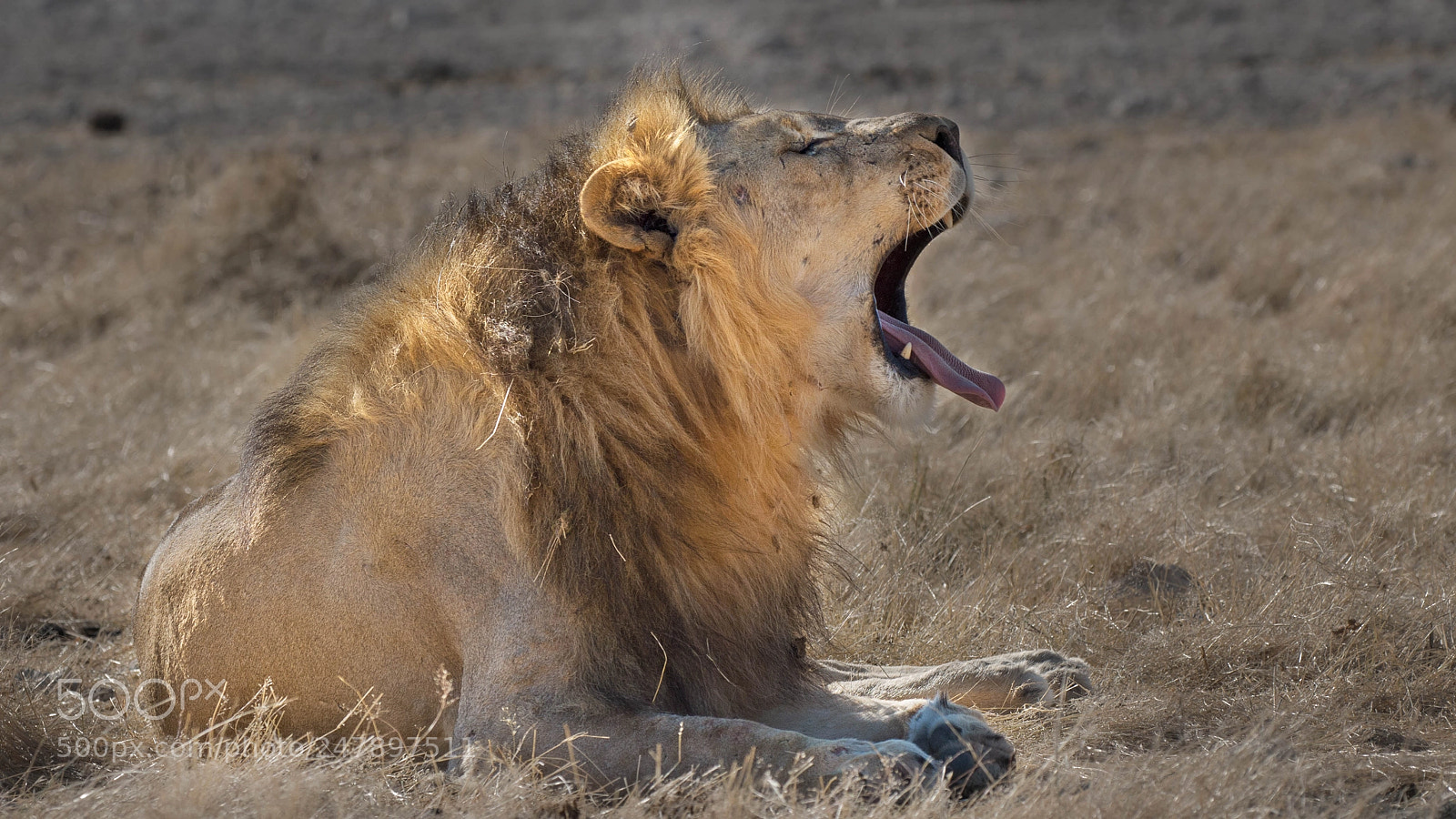 Pentax K-5 II sample photo. Lion yawning photography