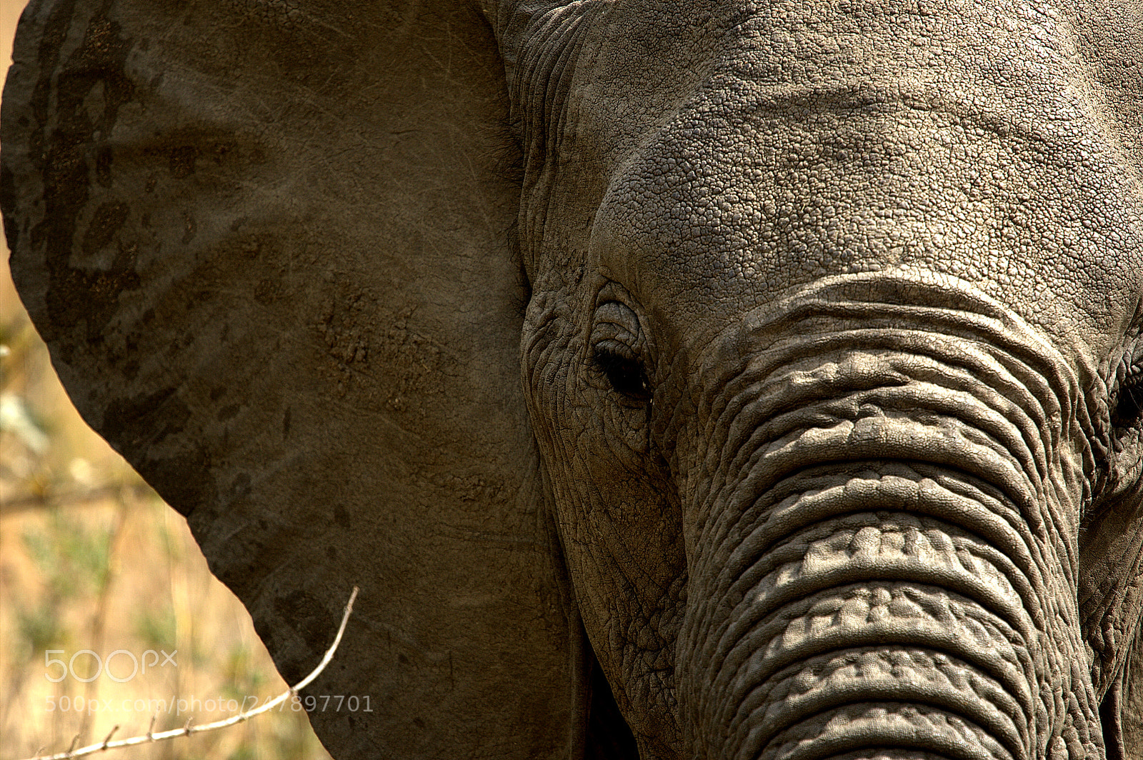 Canon EOS-1D Mark III sample photo. The true africa king photography