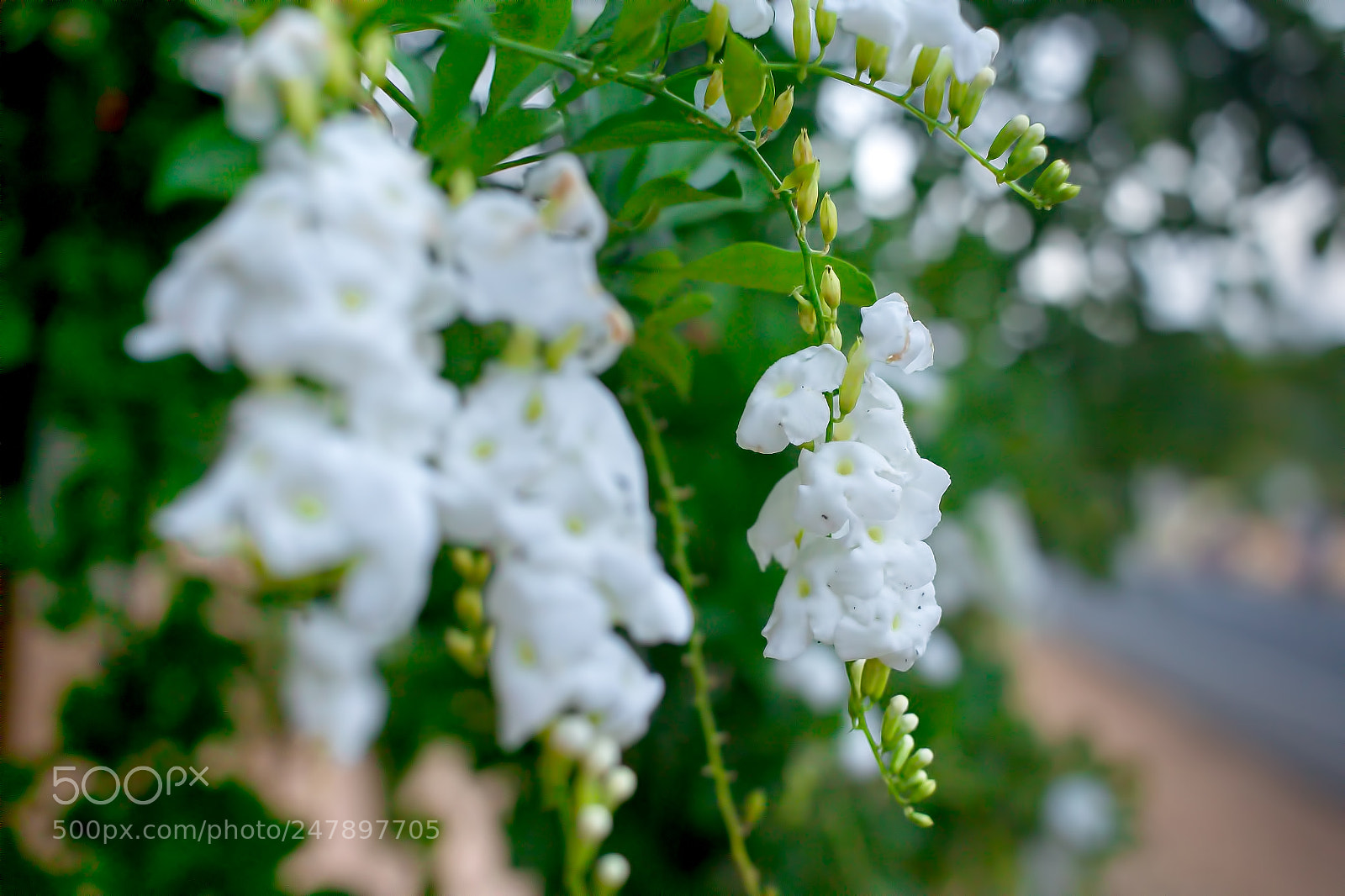 Canon EOS 550D (EOS Rebel T2i / EOS Kiss X4) sample photo. White little things photography