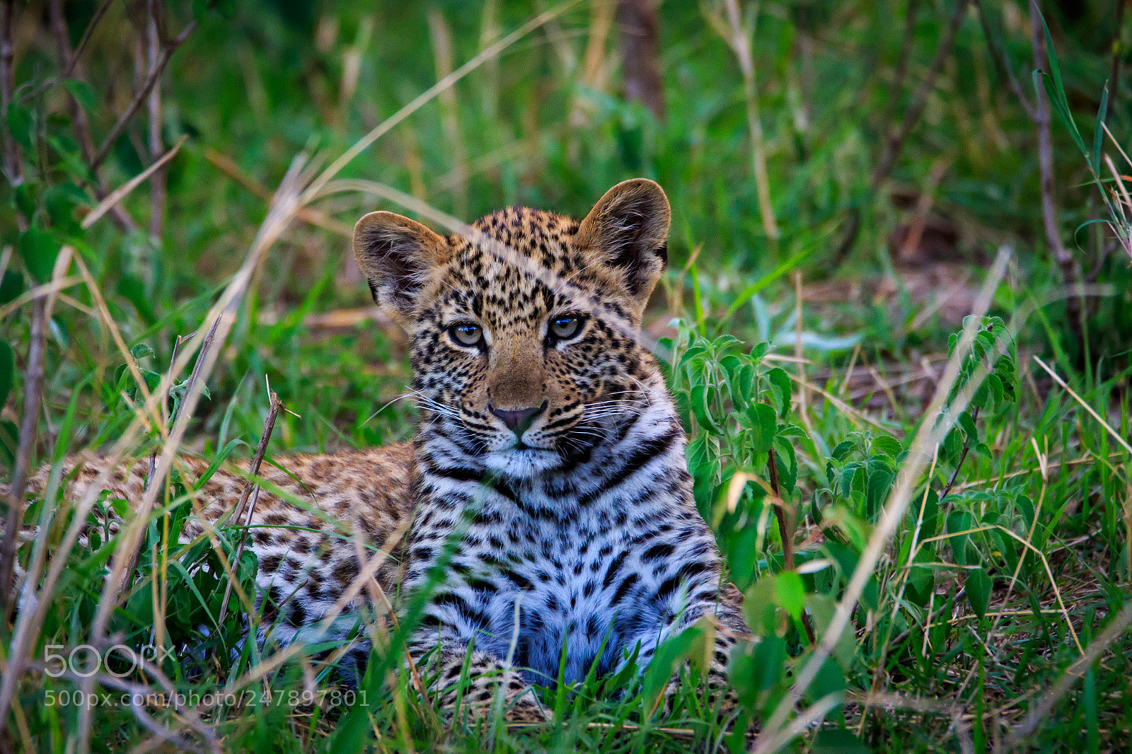 Canon EOS 7D Mark II sample photo. Tanzania -serengeti - leopard photography