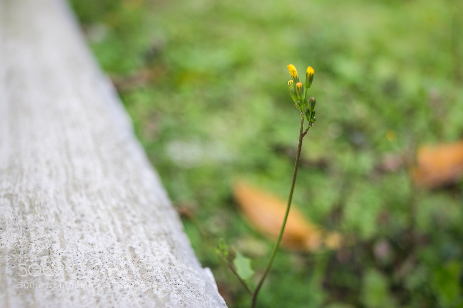 Canon EOS 80D sample photo. *** photography