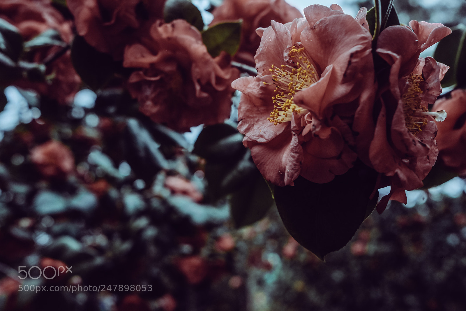 Fujifilm X-Pro1 sample photo. Camellia photography