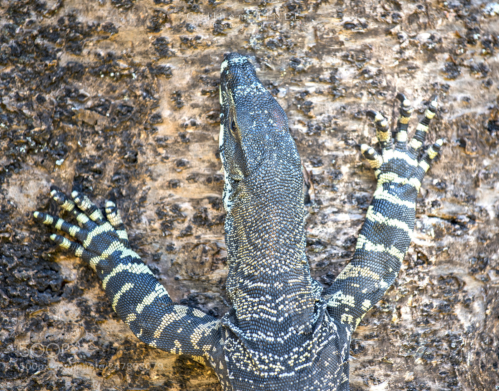 Nikon D810 sample photo. Varanus photography