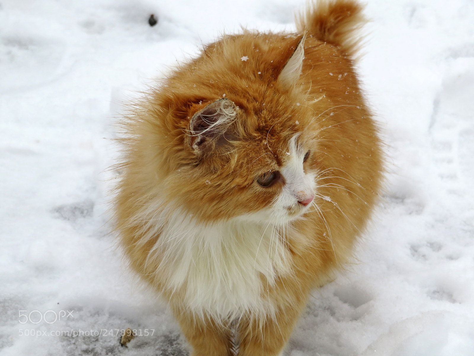 Canon PowerShot SX720 HS sample photo. Walking in the snow photography