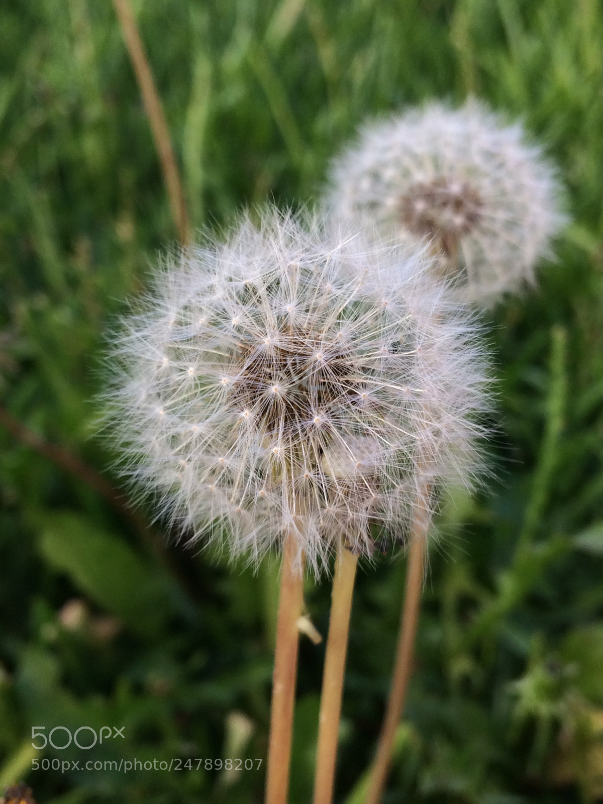 Apple iPhone 5s sample photo. Untitled photography