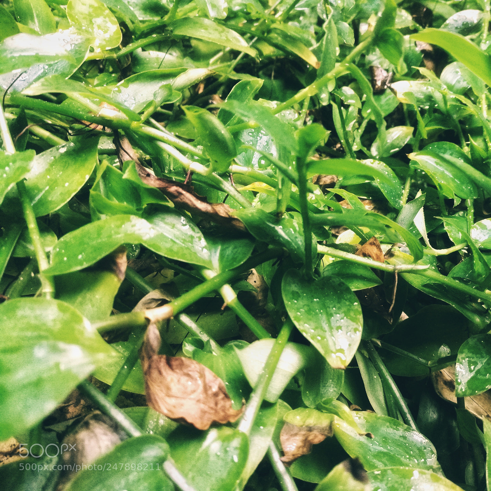 HUAWEI Mate 8 sample photo. 叶 photography
