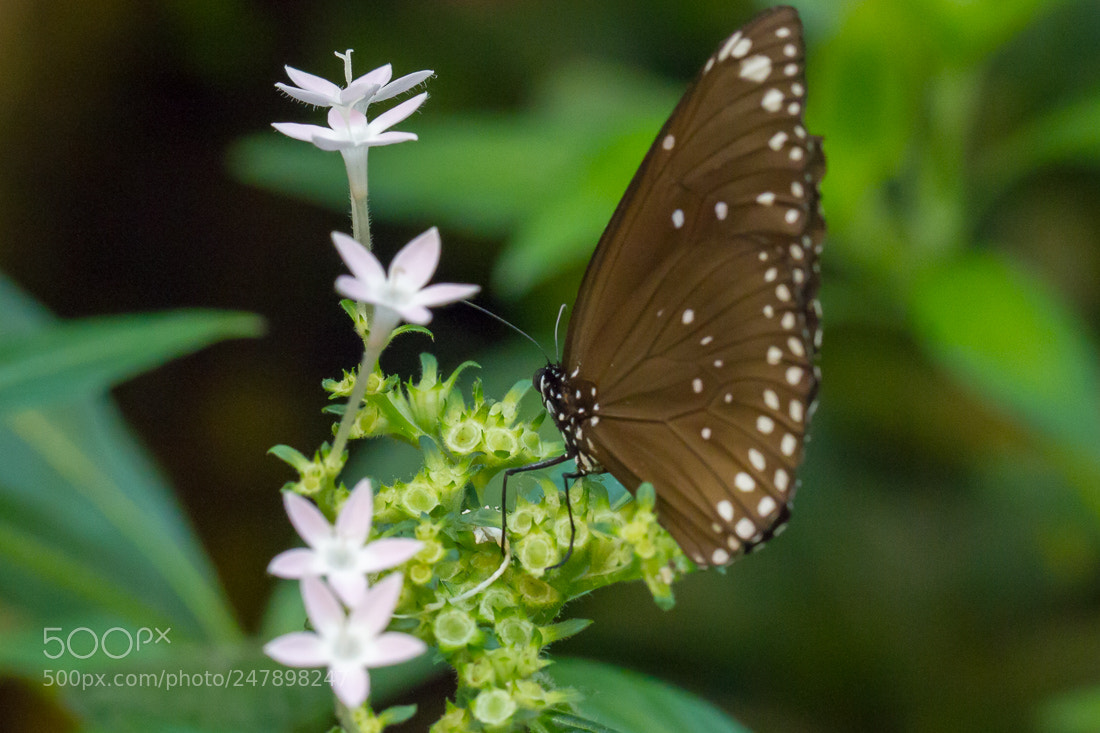 Canon EOS 7D sample photo. Butterfly photography