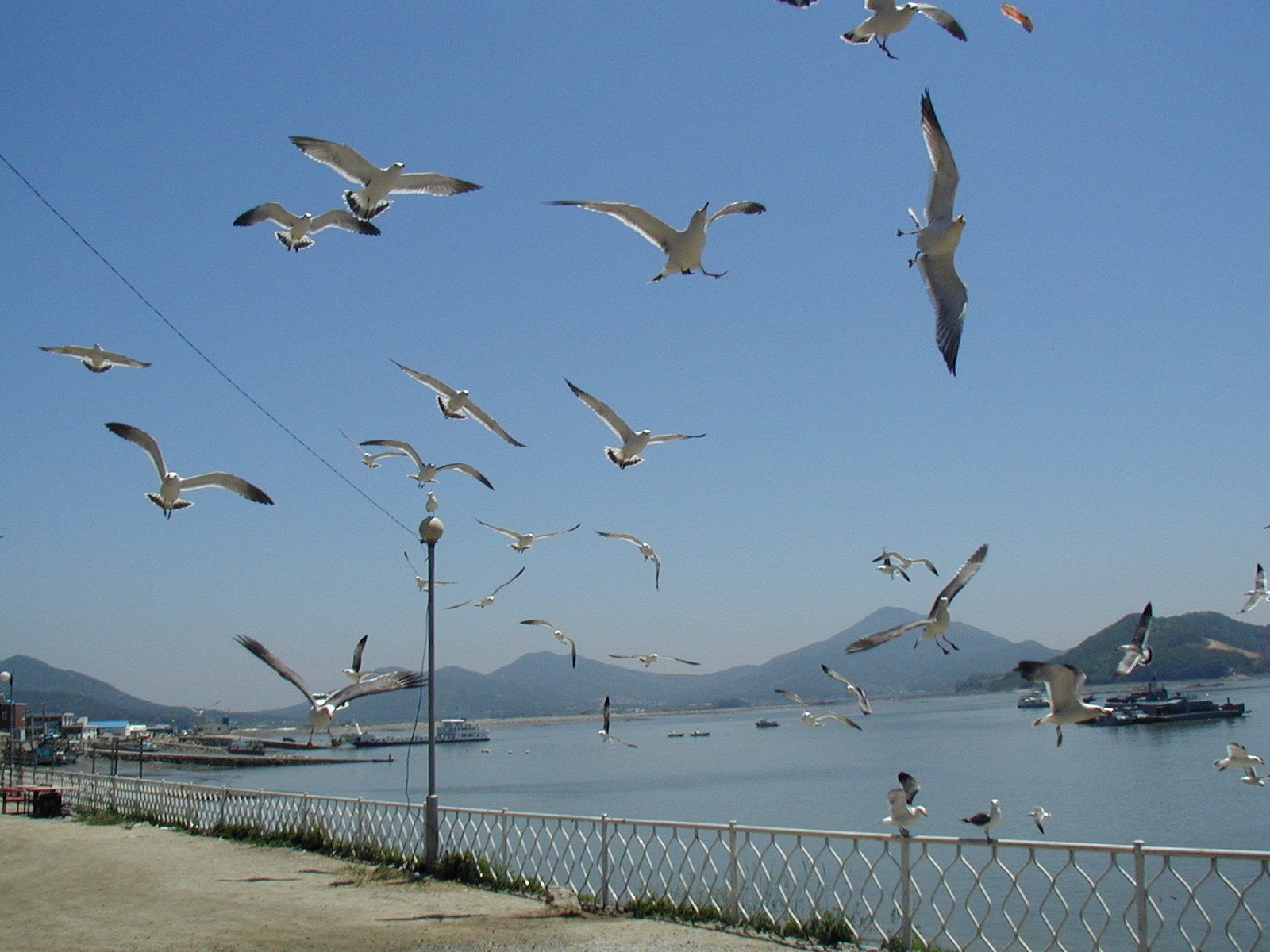 Olympus C990Z,D490Z sample photo. Seagulls in korea photography