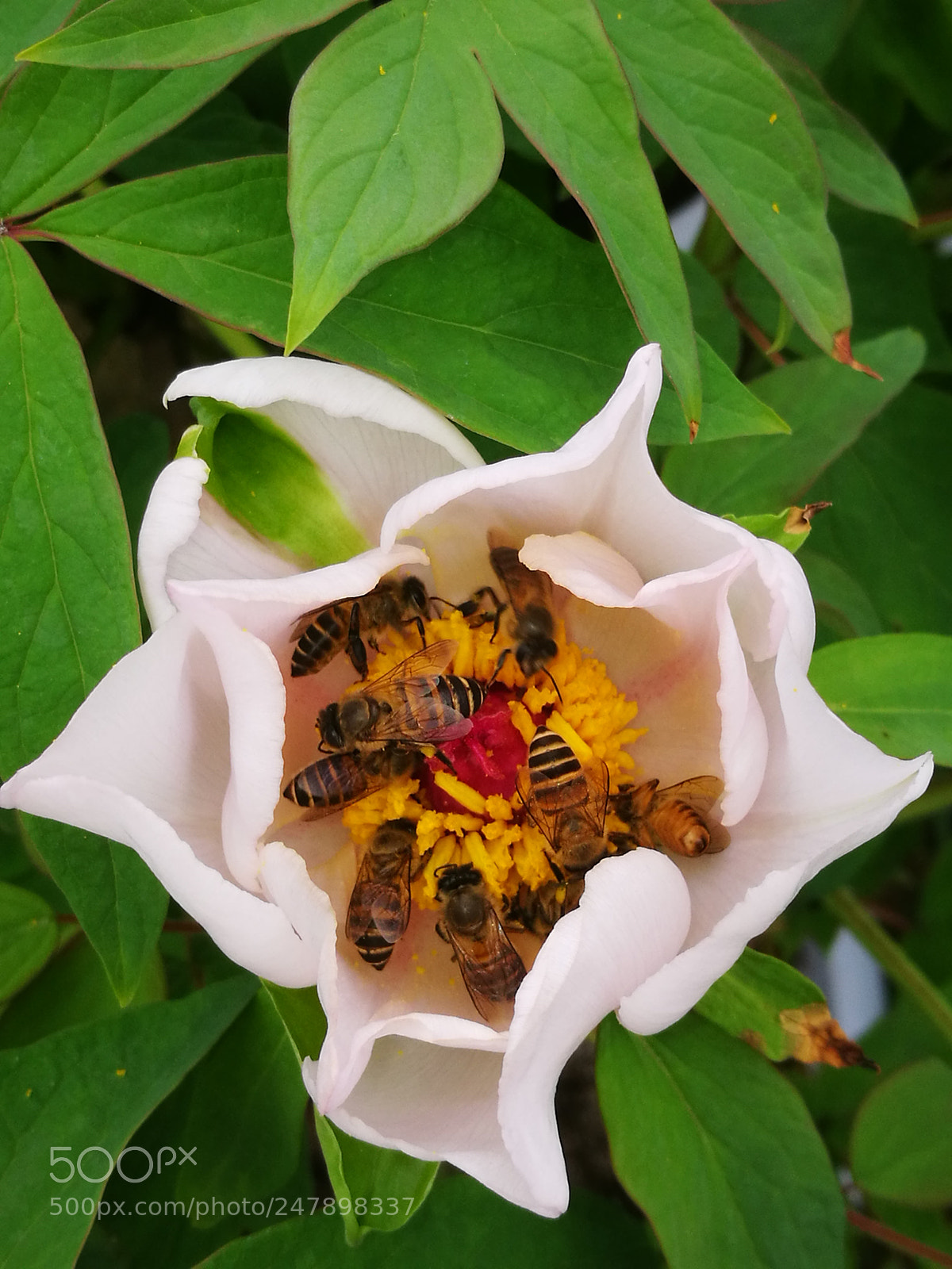 HUAWEI P9 sample photo. Honey business photography