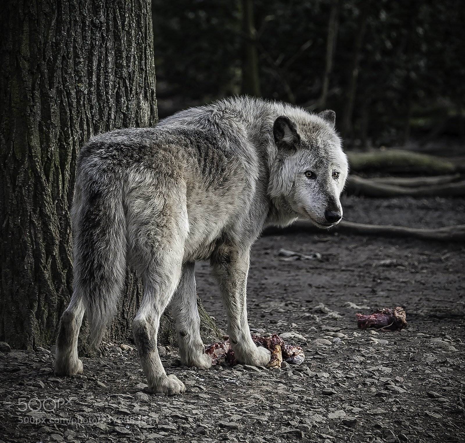Nikon D700 sample photo. "timberwolf" photography