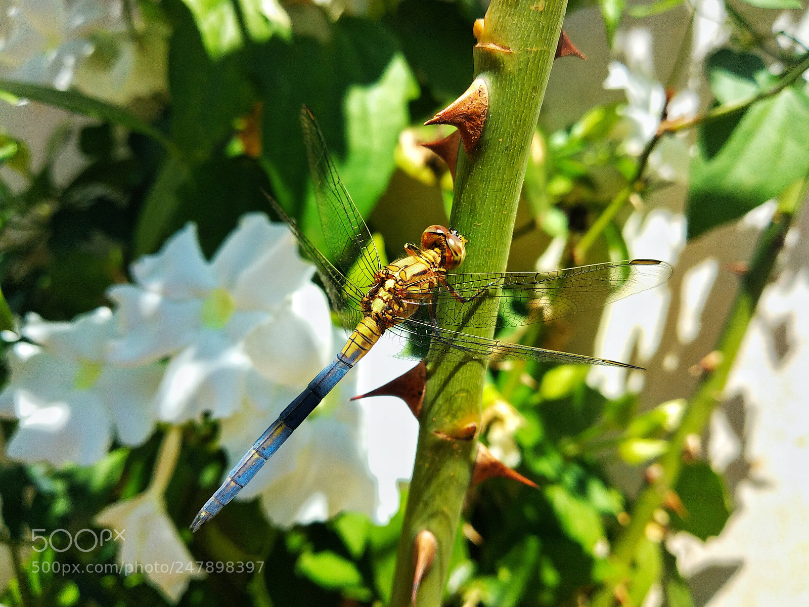 Xiaomi Mi A1 sample photo. Dragonfly photography