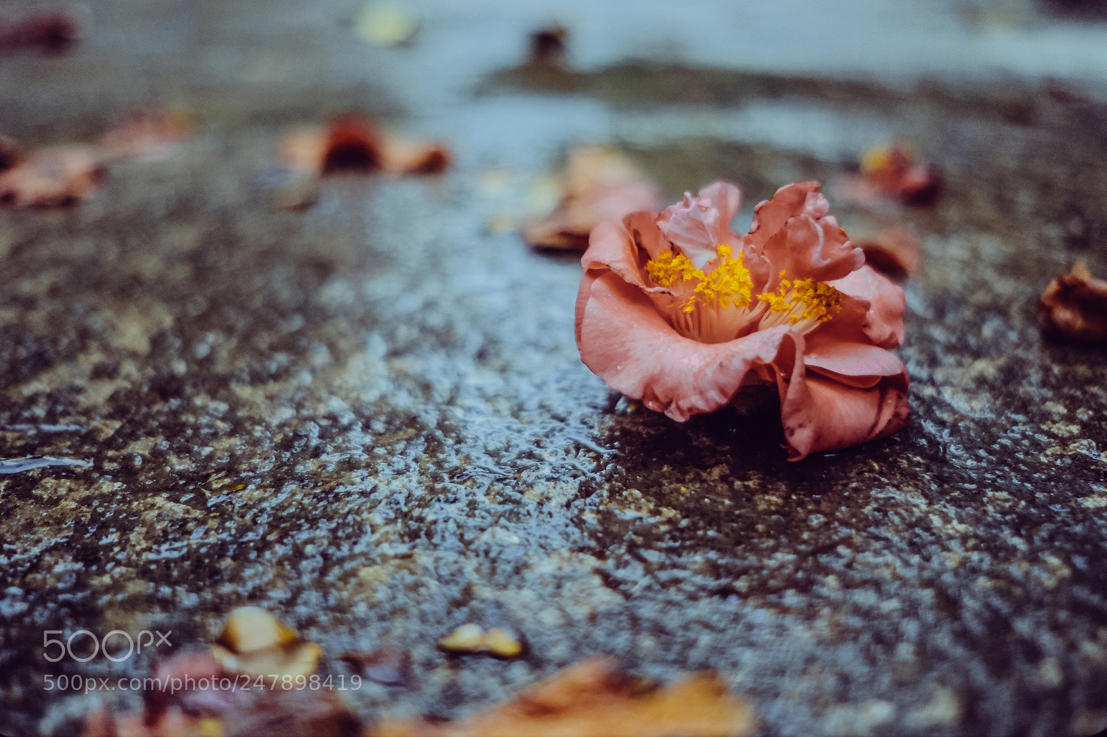 Fujifilm X-Pro1 sample photo. Fallen camellia photography