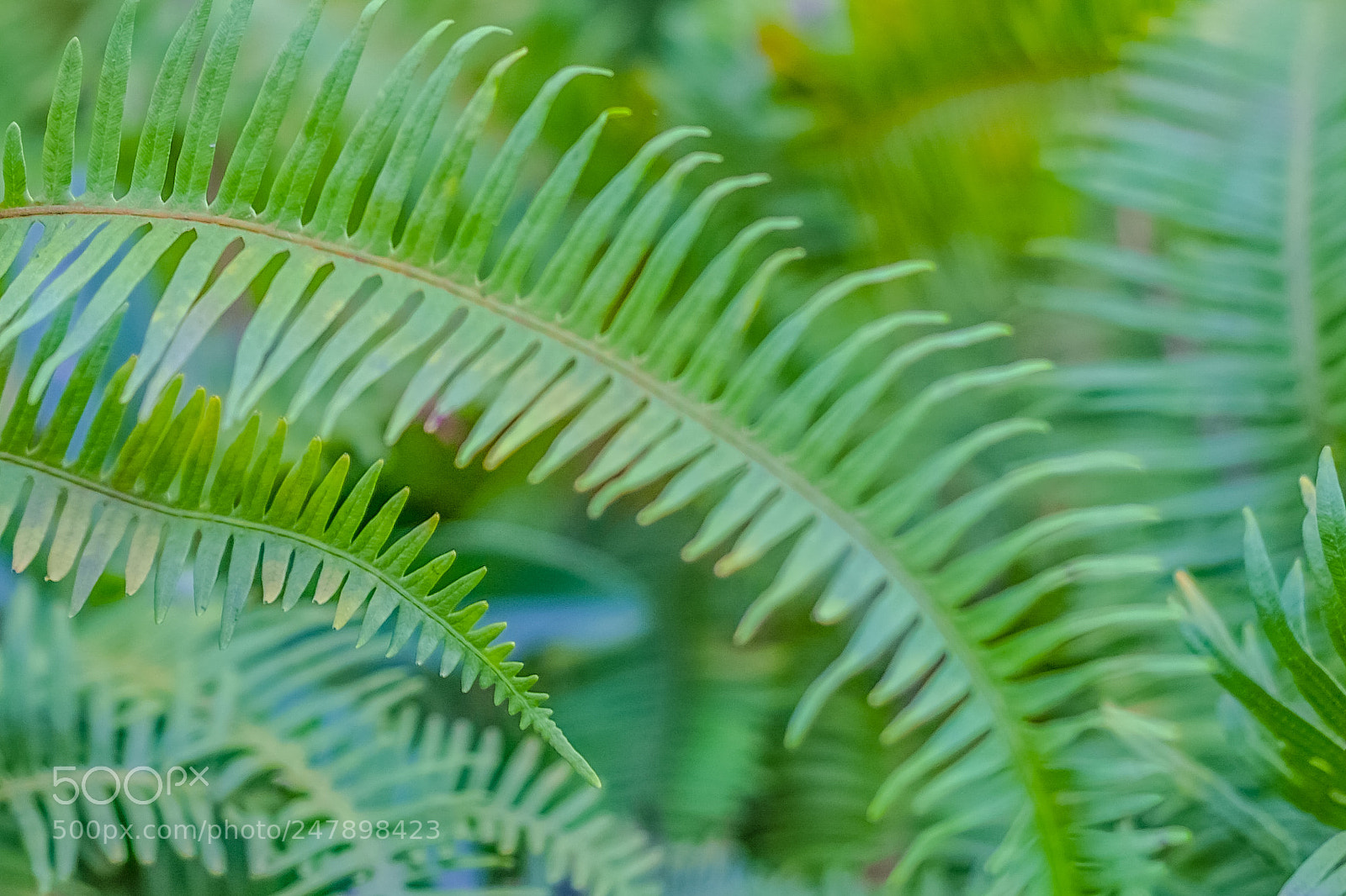 Fujifilm X-E1 sample photo. Nkpf photography