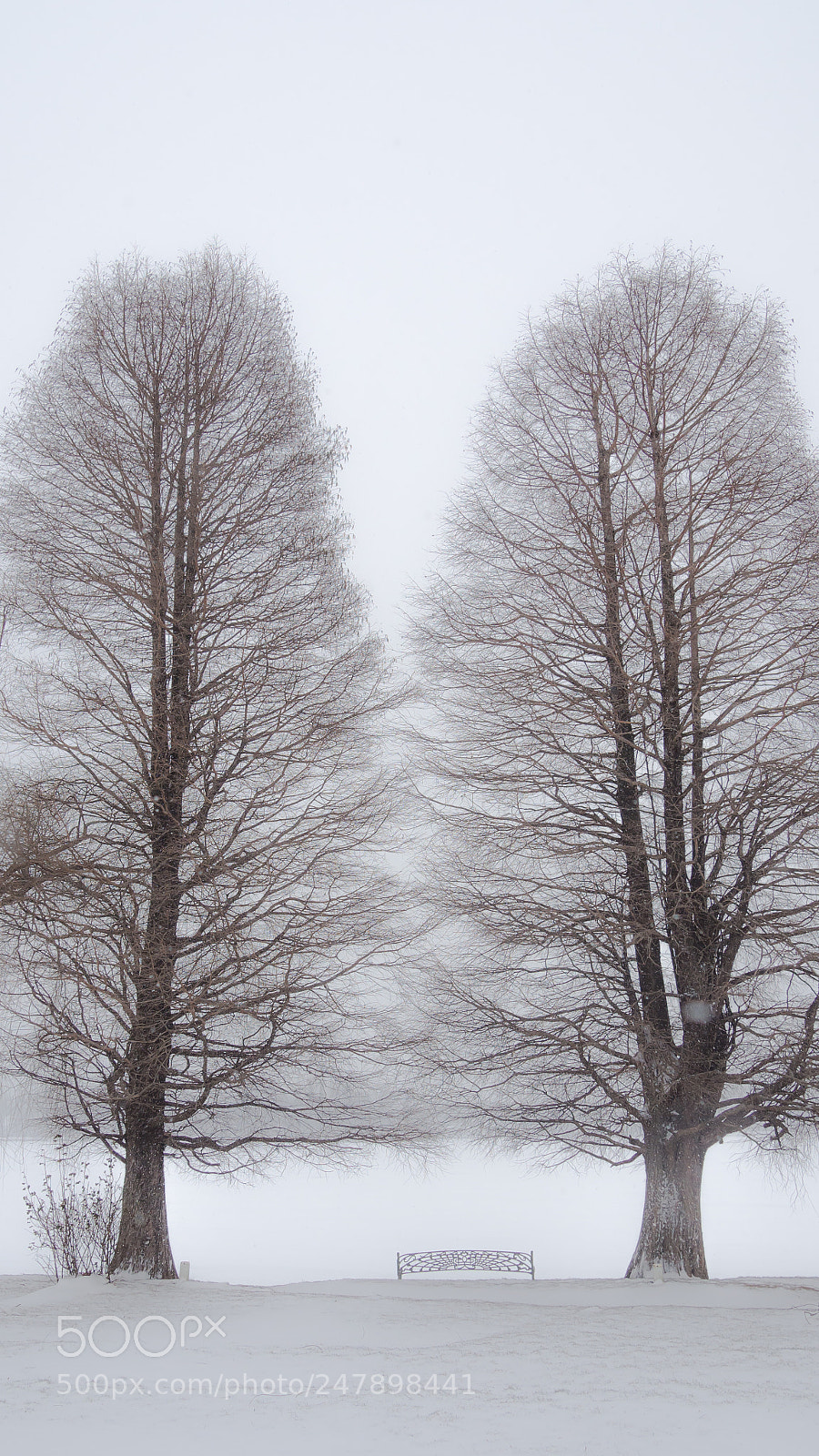 Olympus OM-D E-M10 II sample photo. Twin trees photography