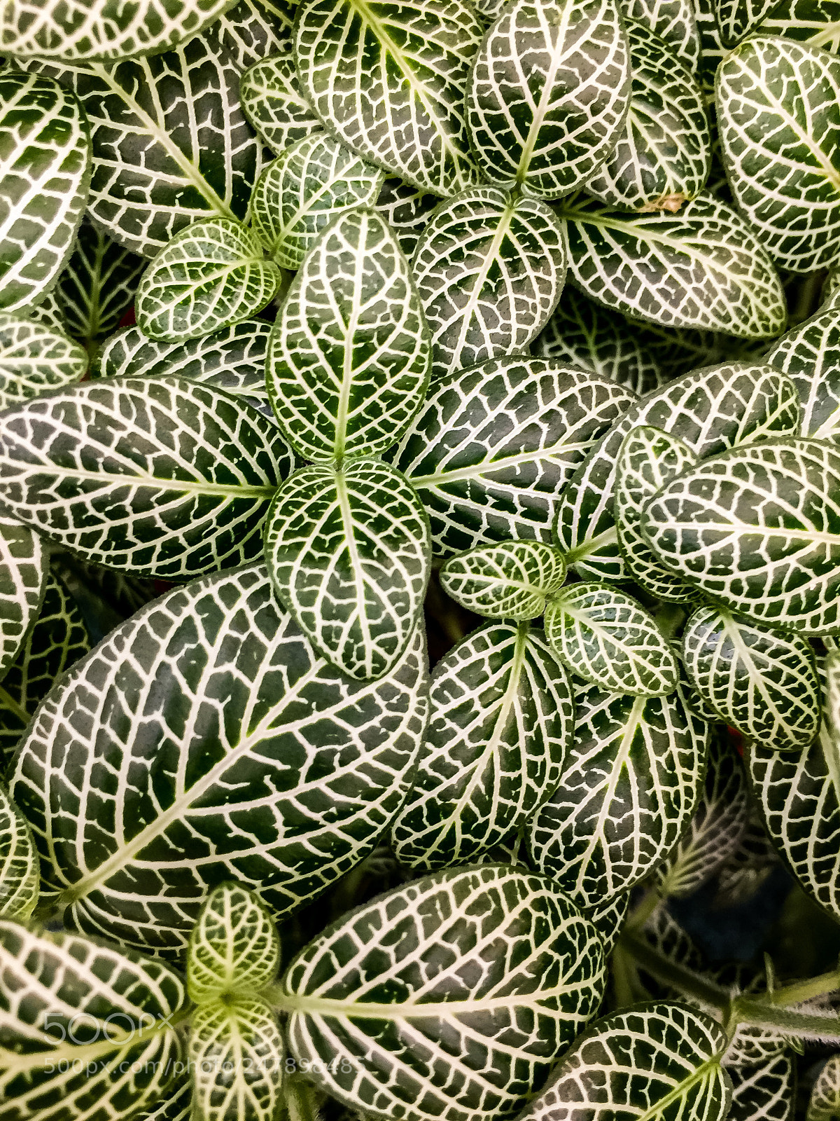 Apple iPhone 6 Plus sample photo. Leaves photography