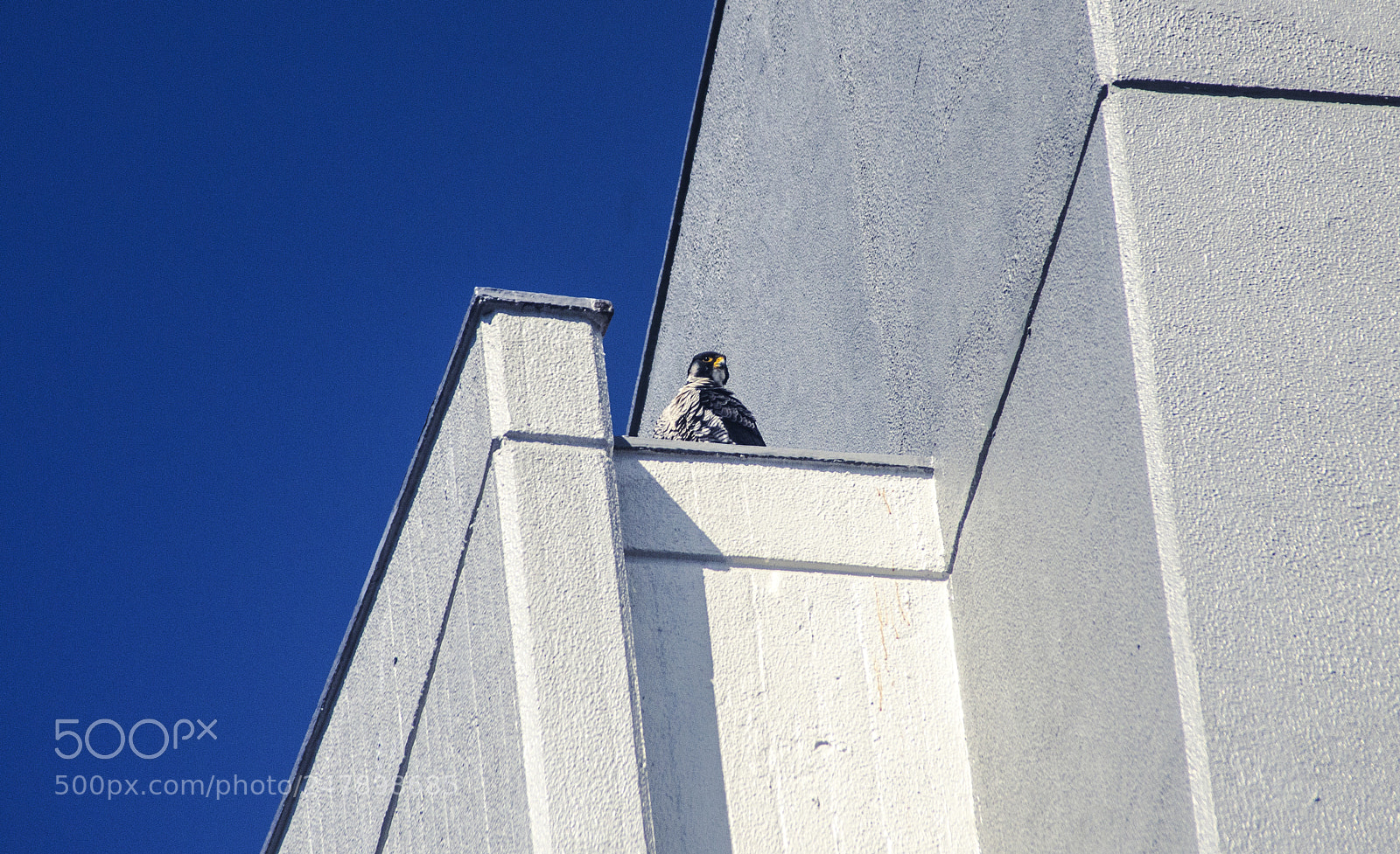 Pentax K-5 sample photo. Falco peregrinus photography