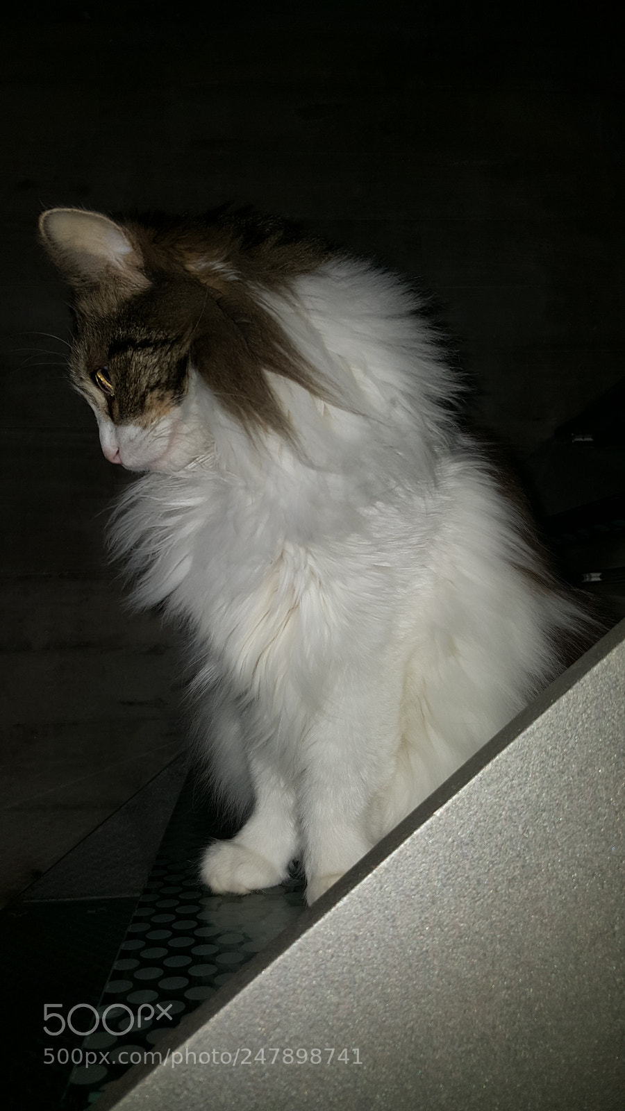 Samsung GALAXY S6 edge sample photo. Untitled photography