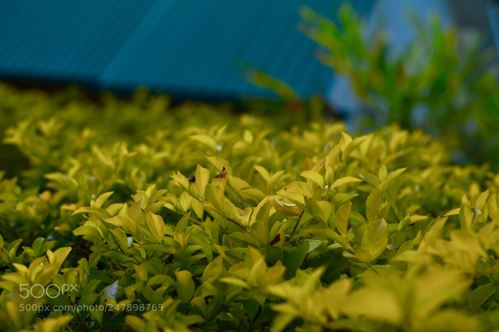 Nikon D5200 sample photo. Yellow :) photography