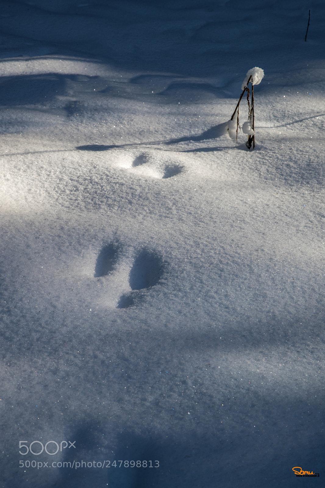 Canon EOS-1D X Mark II sample photo. Follow the white rabbit photography