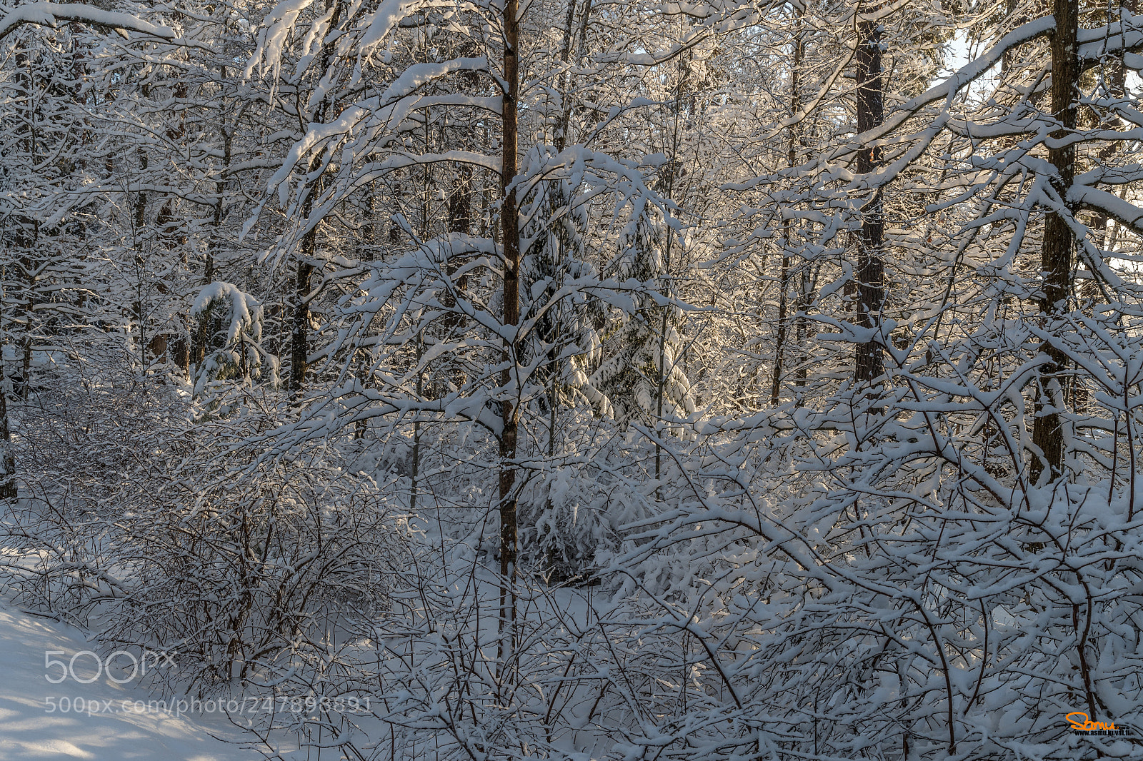 Canon EOS-1D X Mark II sample photo. Cold trees photography