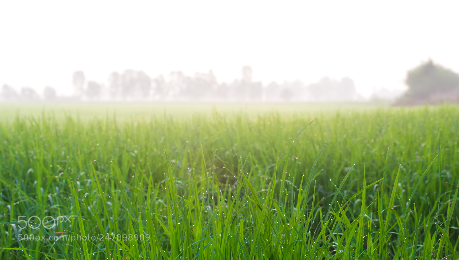 Canon EOS 60D sample photo. Rice seedlings with dew photography