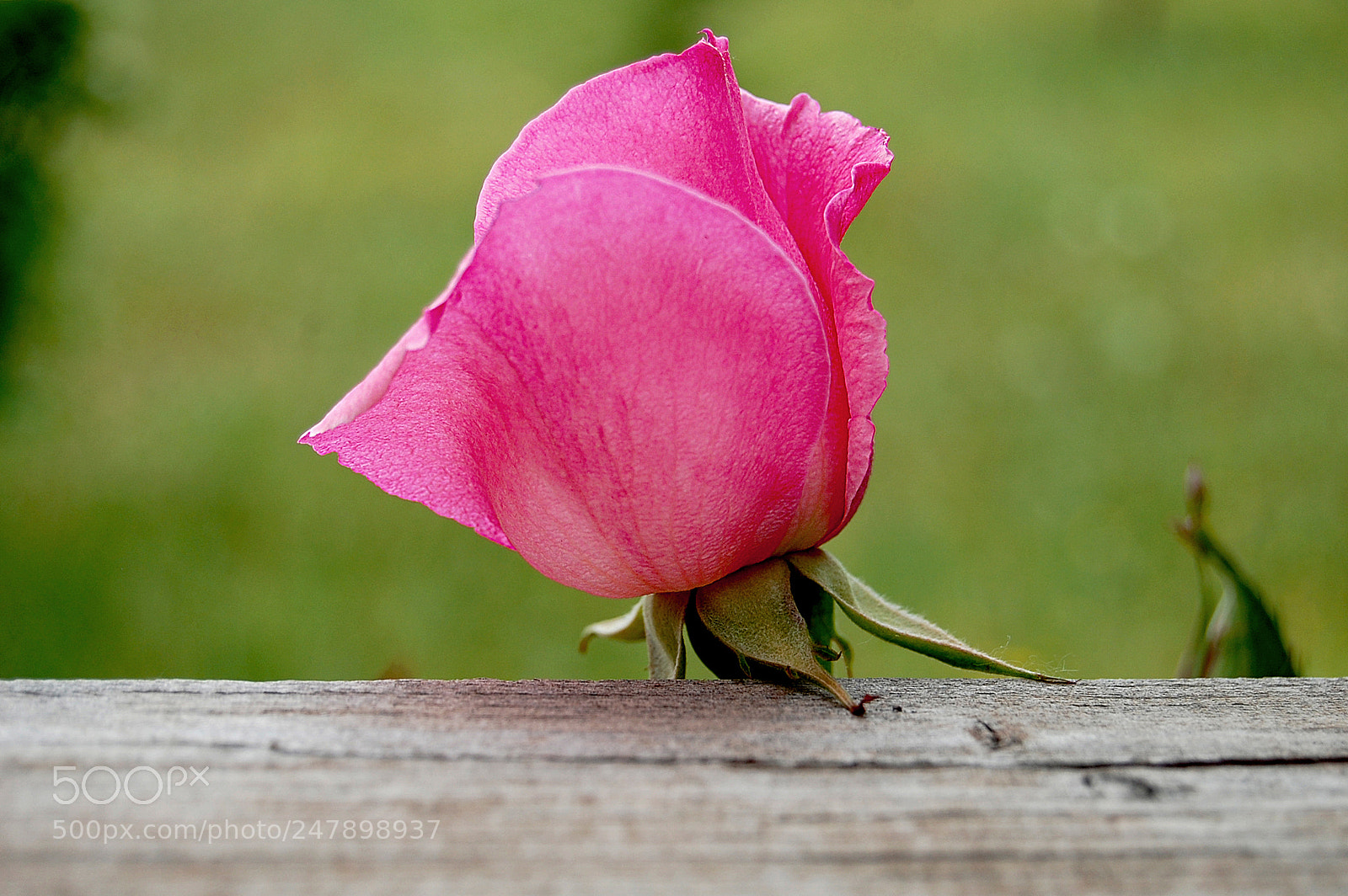 Nikon D40 sample photo. Texturas photography