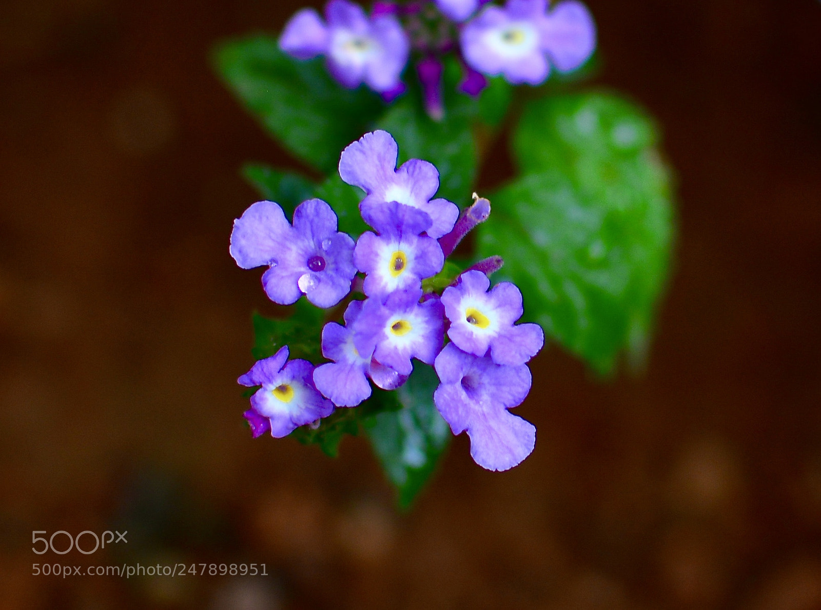 Nikon D5200 sample photo. Lavender :) photography