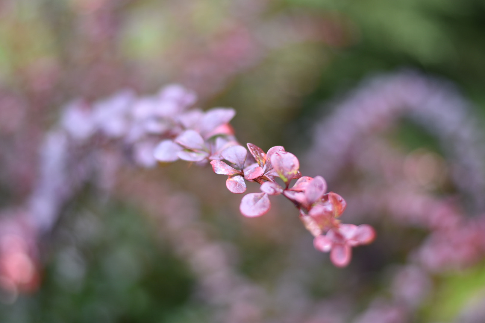Nikon D3400 + Nikon AF-S Nikkor 50mm F1.8G sample photo. Walk tall. all you can do is be brave enough to ge ... photography