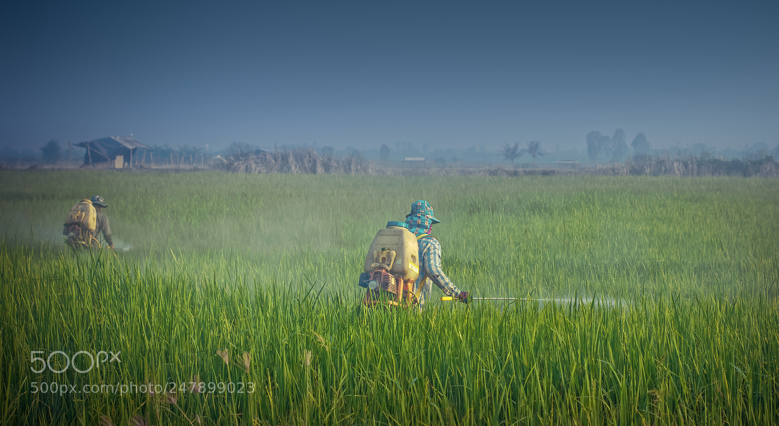 Canon EOS 60D sample photo. Paddy with farmer spraying photography