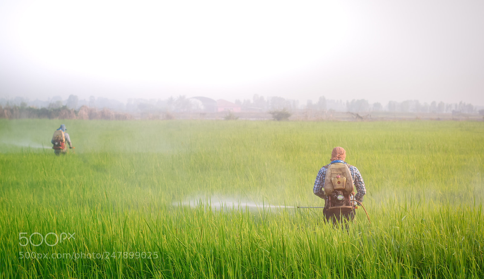 Canon EOS 60D sample photo. Paddy with farmer spraying photography