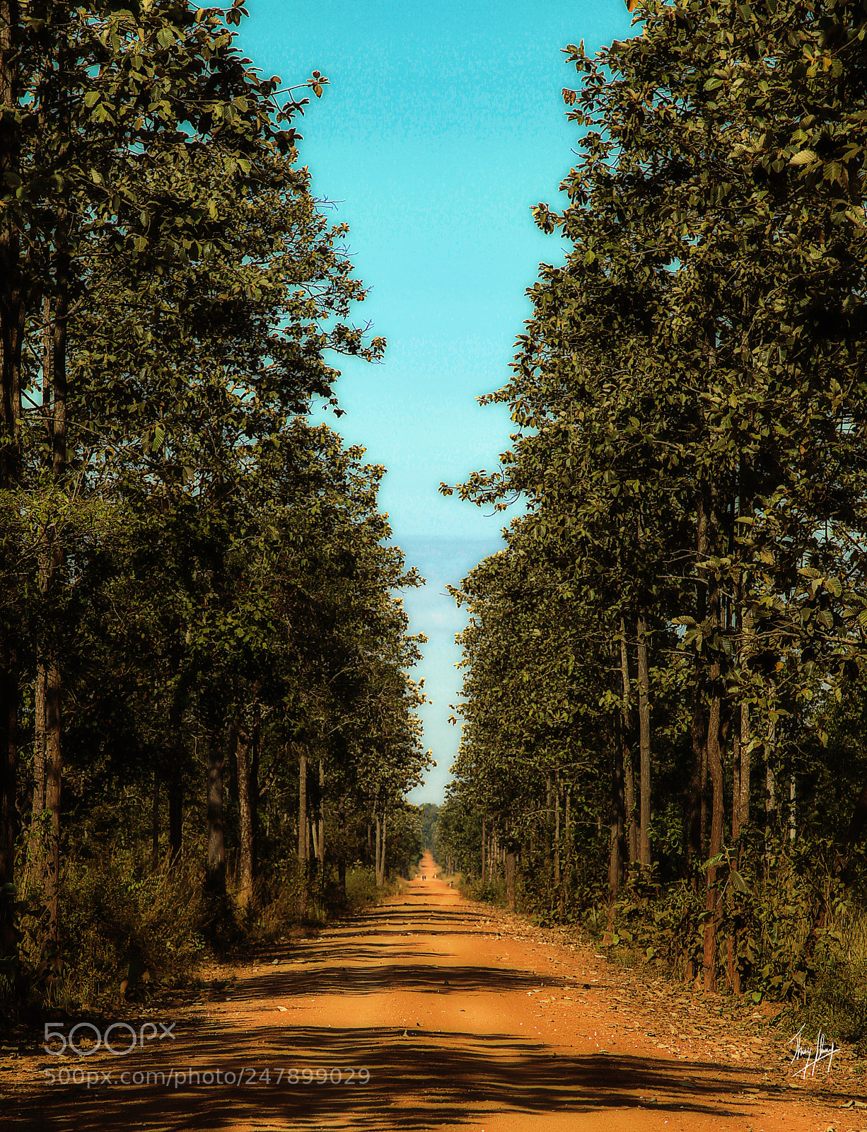 Canon EOS-1D Mark IV sample photo. Une route laterite mondolkiri photography