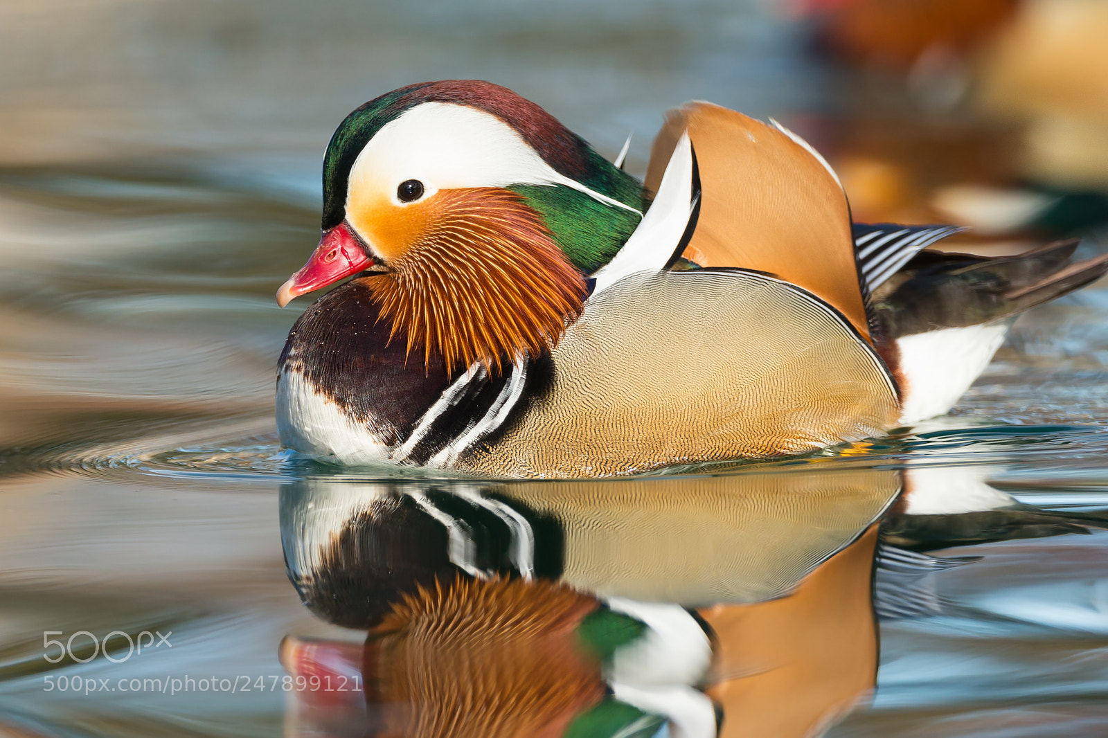 Canon EOS-1D X sample photo. Male mandarin duck photography