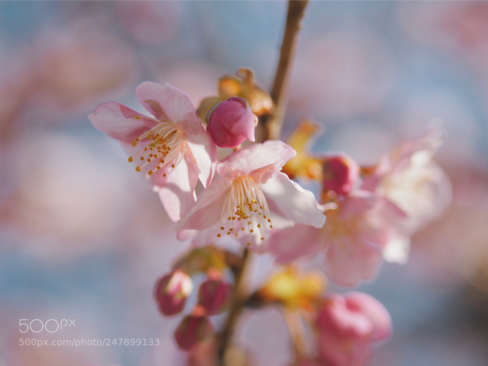 Olympus OM-D E-M10 II sample photo. Spring's first south wind photography
