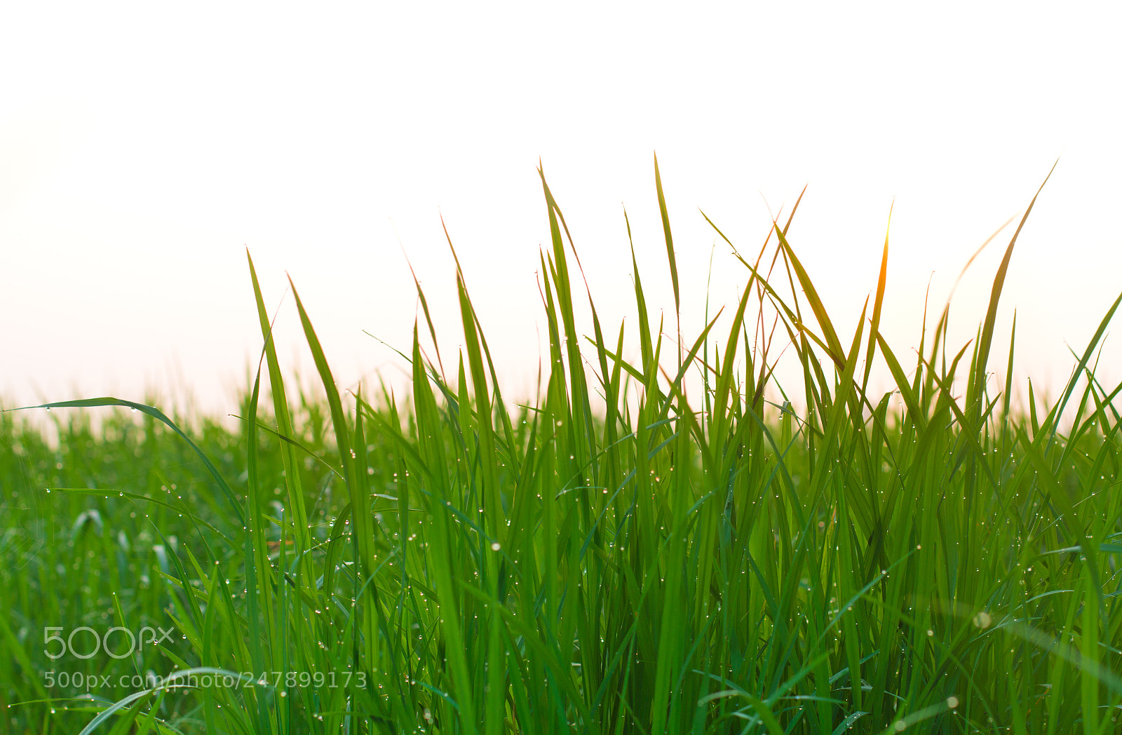 Canon EOS 60D sample photo. Rice seedlings with dew photography