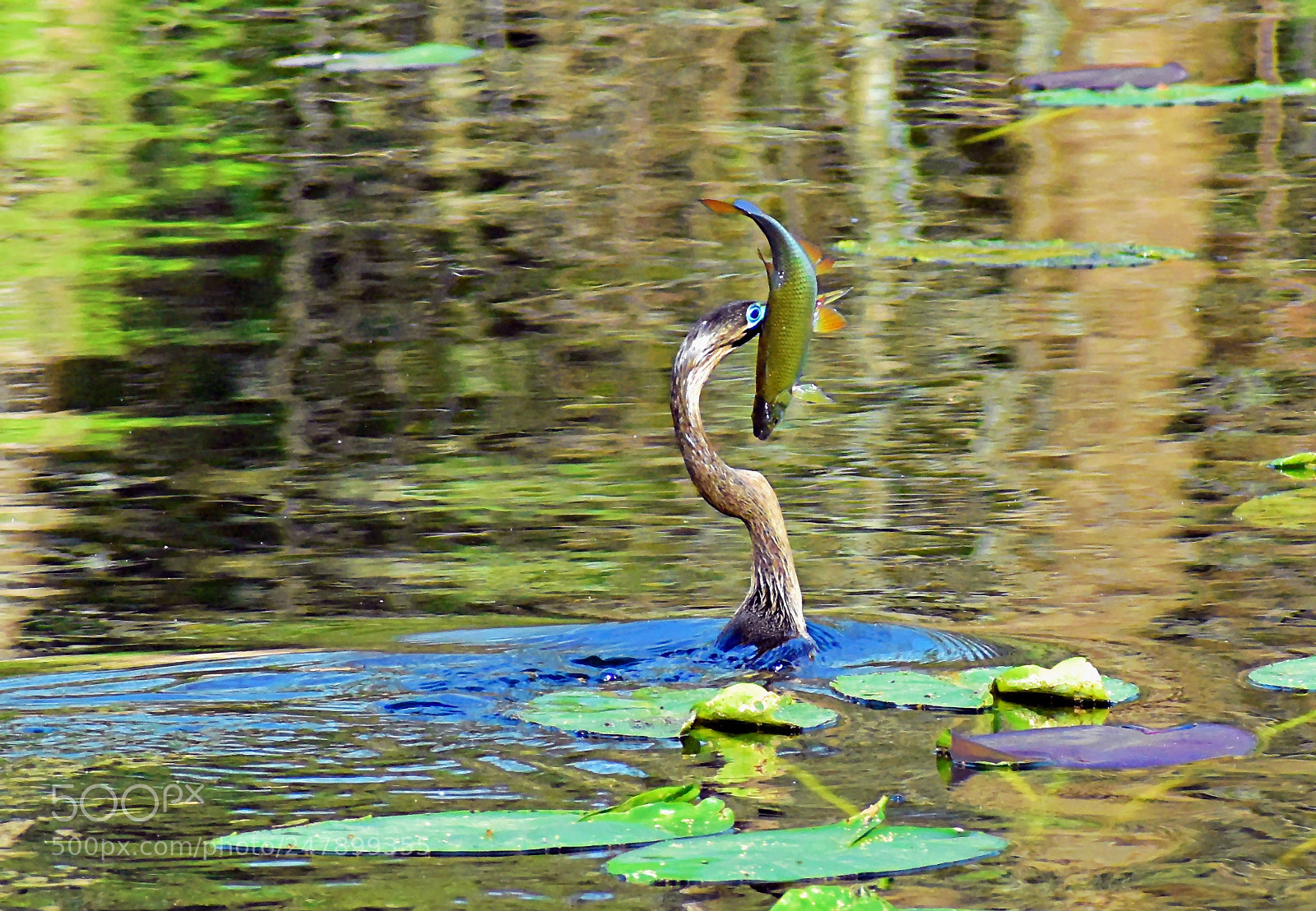 Nikon D3400 sample photo. Dsc photography