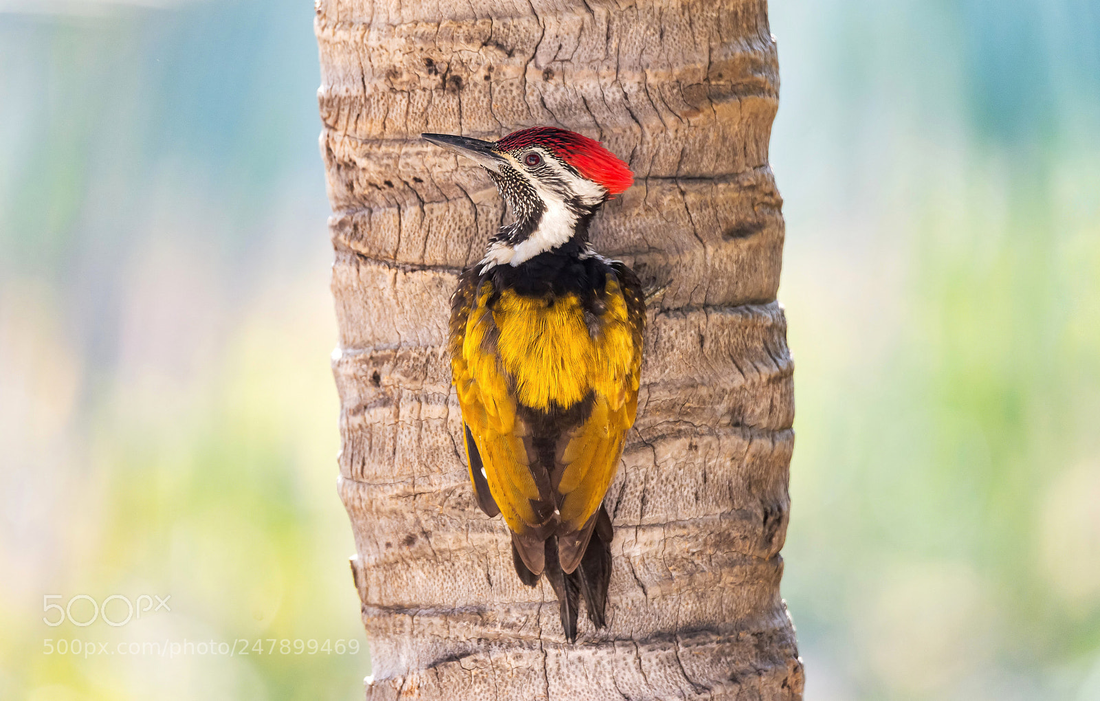 Nikon D610 sample photo. A woody classic photography